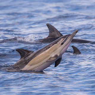 Common dolphin